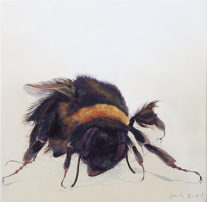Bombus terrestris 9, 2013 von Odile Kidd