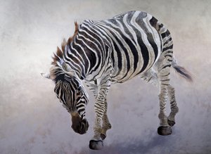 Equus burchelli 2, 2010 von Odile Kidd