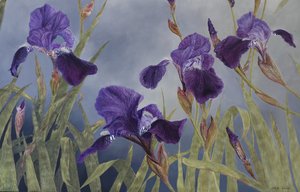 Iris hybrida (Detail), 2015 von Odile Kidd