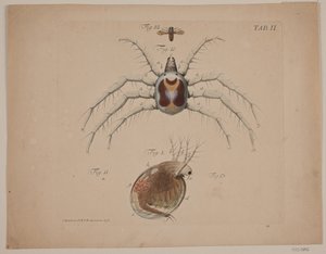 Insekten. Tafel II aus zoologischem Werk von Odvardt Helmoldt de Lode
