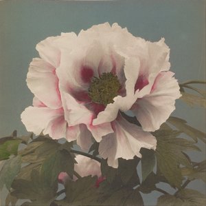 Baumpfingstrose