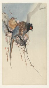 Fasanenpaar und Pflaumenblüte von Ohara Koson
