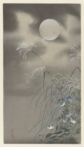Gräser und Blumen bei Vollmond