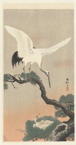 Japanischer Kranich auf Kieferzweig