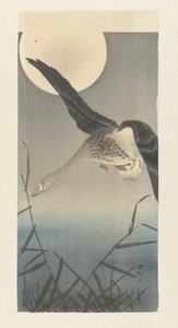 Kolgans bei Vollmond