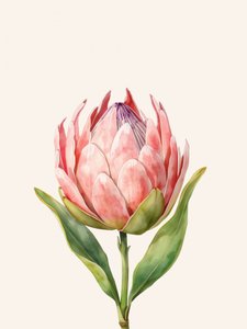 Pinkfarbene Protea-Blüte von Ohkimiko