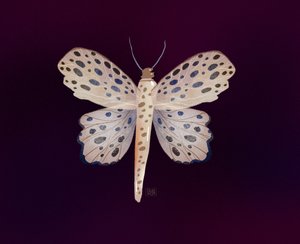 Gefleckter Schmetterlingsglanz von Olga Skomorokhova