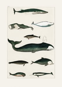 Vintage-Walposter von Oliver Goldsmith