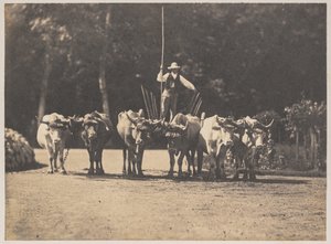Sechsergespann mit ihrem Fahrer
