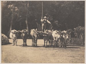 Sechser-Ochsen-Gespann mit ihrem Treiber, ca. 1853