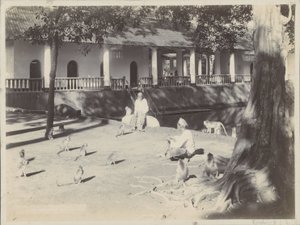 Indische Männer mit Äffchen auf einem Hof an einem Wasser, möglicherweise in Surabaya von Onnes Kurkdjian