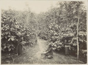 Frauen bei der Arbeit auf einer Plantage in Niederländisch-Indien von Onnes Kurkdjian