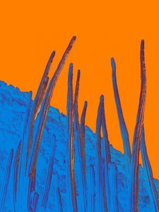 Blaue Kakteen, orangefarbener Himmel von Osvaldo Russo