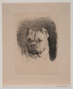Ein Hundekopf
