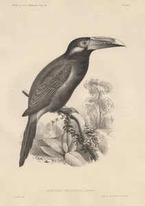 Selenidera Spectabilis, Lithographie von Bowen und Co., 1850 von Otto Koehler