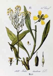 Blätter, Früchte und Blumen von Waid (Isatis tinctoria), Illustration von Otto Wilhelm Thome aus Flora von Deutschland, Österreich und der Schweiz von Otto Wilhelm Thome