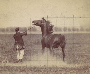 Pferd, 1884