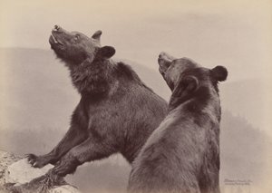 [Zwei Bären], 1889