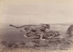 [Zwei Geparden], 1888 von Ottomar Anschütz