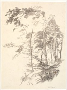 Buchen auf einem Abhang von P.C. Skovgaard