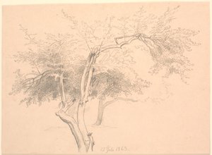 Studie von Baumwipfeln von P.C. Skovgaard