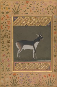 Schwarzer Bock, Folio aus dem Shah Jahan Album, recto: ca. 1615-20, verso: ca. 1530-50 von Painting attributed to Manohar