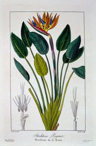Paradiesvogel oder Kranichblume, veröffentlicht 1836 von Panacre Bessa