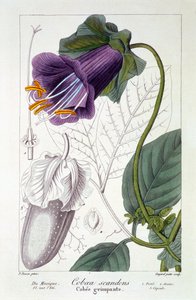 Cobaea scandens, veröffentlicht 1836