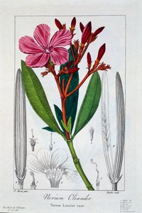 Nerium Oleander, veröffentlicht 1836