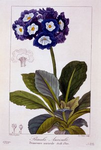 Primula auricula, veröffentlicht 1836