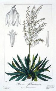 Yucca filamentosa, veröffentlicht 1836