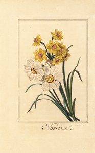 Narzissenarten, Narcisse, Narcissus poeticus und Narcissus pseudonarcissus
