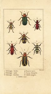 Blattkäfer, Galeruca-Arten 1, Aulacophora analis 2, Cyclotrypema furcata 3, Donacia vittata 4, Flachrindenkäfer, Cucujus clavipes 5, Pyrrhidium sanguineum 6 und Chlorophorus varius 7 von Pancrace (after) Bessa