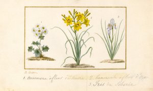Anemone, Taglilie und Iris von Pancrace Bessa