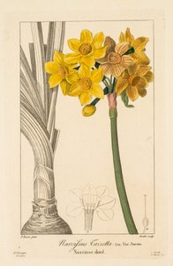 Flore des Jardiniers, Amateurs et Manufacturiers: Polyanthus oder Cluster-Narzisse