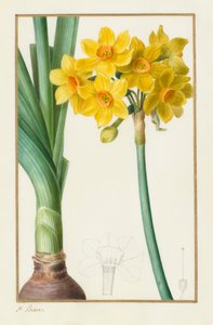 Polyanthus oder Trauben-Narzisse (Botanisch: Narcissus tazetta)