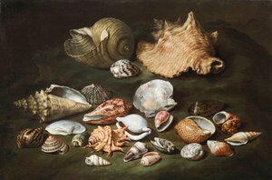 Stillleben mit Muscheln von Paolo Porpora