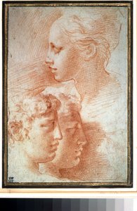 Studie von Köpfen von Parmigianino