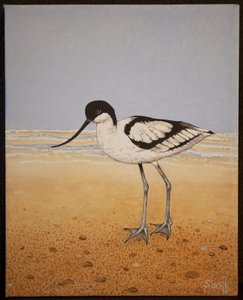 Säbelschnäbler, 2016 von Pat Scott