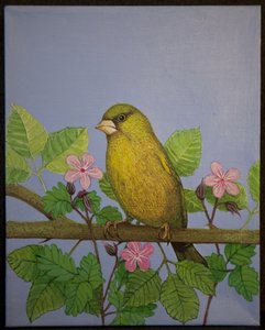 Grünfink, 2016 von Pat Scott