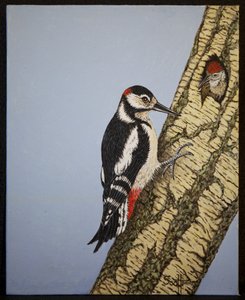Rotkopfspecht von Pat Scott