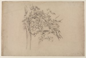 Studie eines Baumes, ca. 1885-87 (Graphit auf Papier) von Paul Cézanne