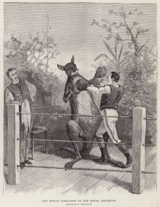 Der boxende Känguru im Royal Aquarium, London von Paul Frenzeny
