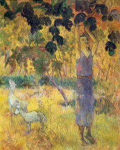Mann pflückt Früchte von einem Baum, 1897