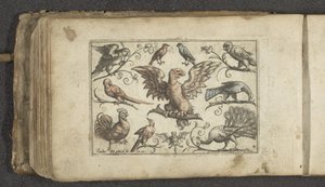Raubvogel, neun andere Vögel und eine Fledermaus von Paul Göttich