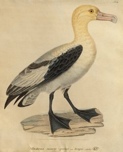 Albatros mit kurzem Schwanz (Farbstich)