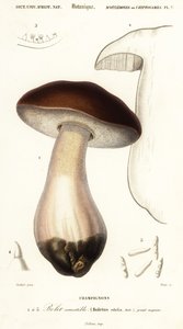 Steinpilz, Boletus edulis (Gravur) von Paul Louis Oudart