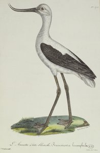 Weißkopf-Avocet, frühes 19. Jahrhundert (Farbstich) von Paul Louis Oudart
