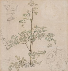 Studie des Wiesenkerbels von Paul Sandby