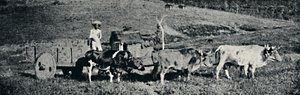 Ochsenkarren